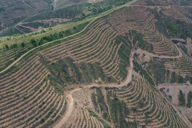 İzmir'de 2 yıl önce yanan ormanlık alana 6,5 milyon fidan dikildi